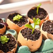 Gardening Frugally - save the planet and your cash