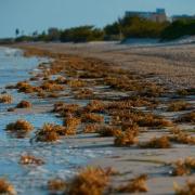 Sunshine and seaweed (iStock/PA)